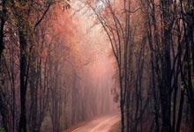 [澳网]王雅繁：快三个月没打比赛 身体机能不是很适应.